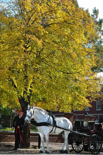 Carriage Rides