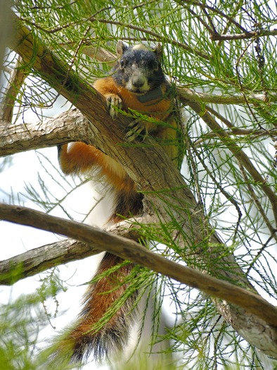Big Cypress Fox Squirrel cr John Kellam