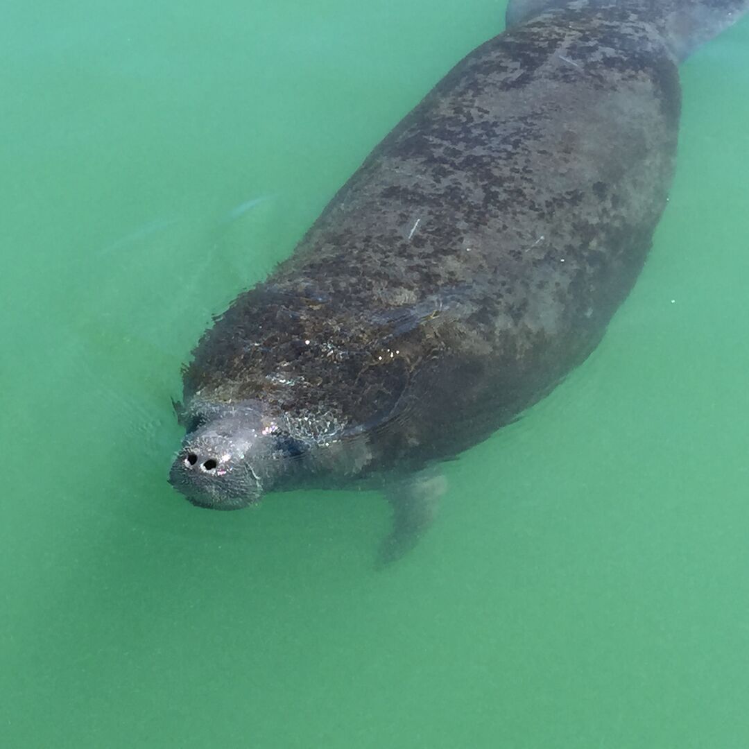 Manatee