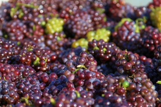 Pinot Grigio Harvest -Raffaldini