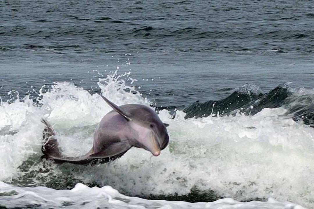 Dolphins