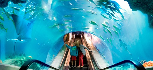 OdySea Aquarium Deep Ocean Escalator