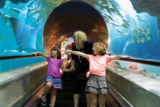 Odysea Aquarium Deep Ocean Escalator