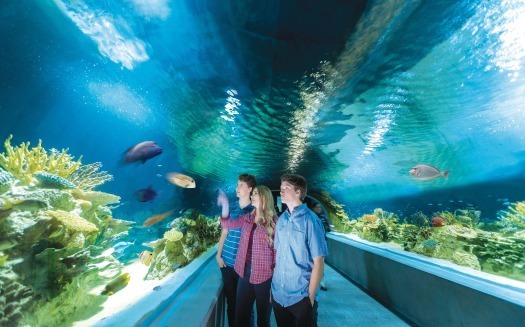 OdySea Aquarium