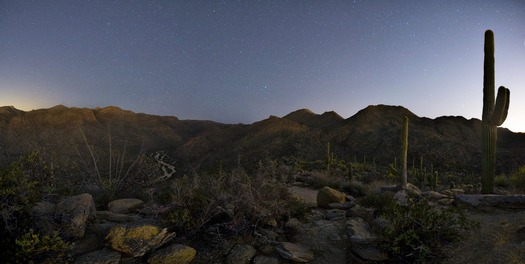 Wild Burro Pano