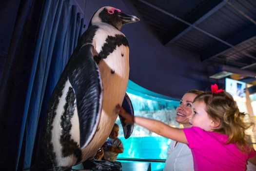 Odysea Aquarium Penquin