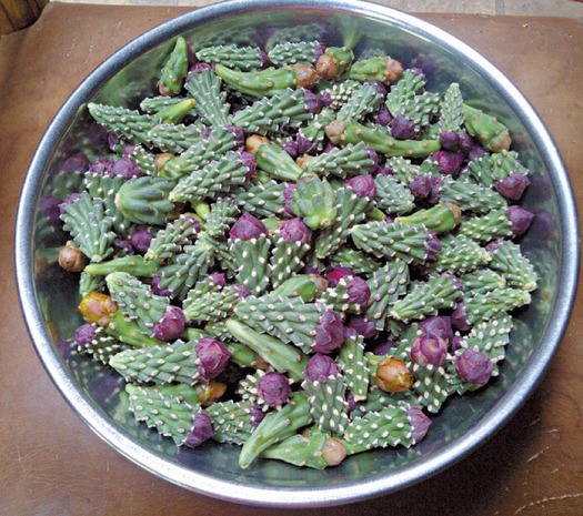 Cholla Buds harvest