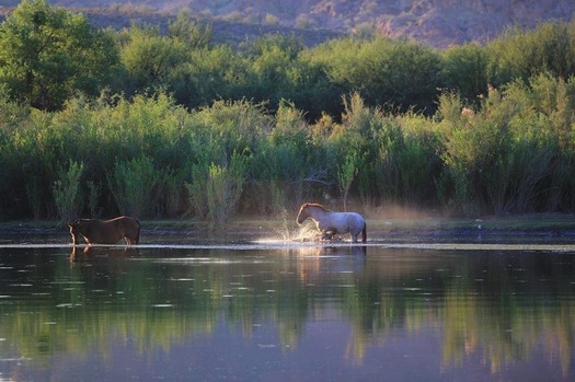 Salt River, Laura Bavetz