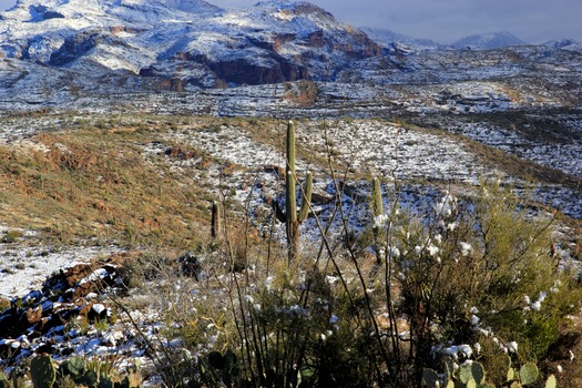 Mesa, AZ Snow - Photo By Laura A Bavetz