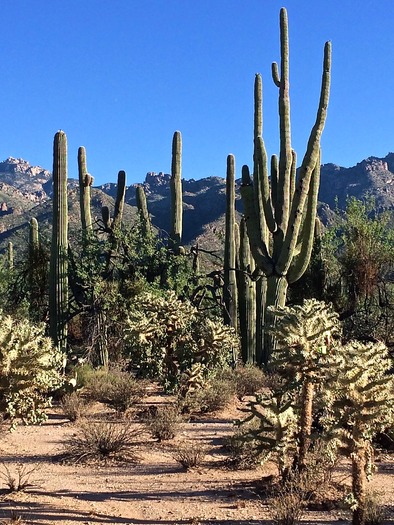 Coronado Forest, Mt. Lemmon, Maryanne Smith