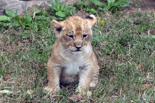 Waco - Cameron Park Zoo - Lion Cub 12-03-17 09