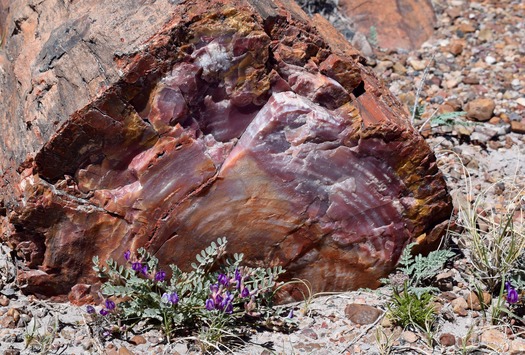 Petrified Forest, Monca A Harty