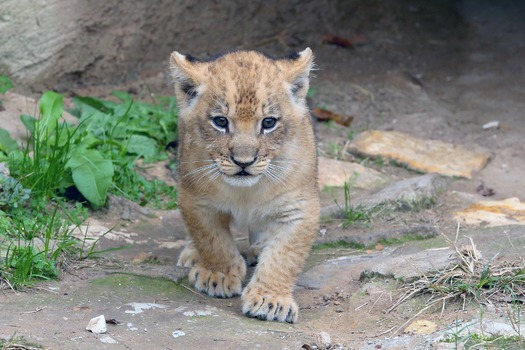 Waco - Cameron Park Zoo - Lion Cub 12-03-17 21