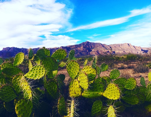 Gold Canyon, AZ Superstition Mountains - Photo By Lorissa Argoray