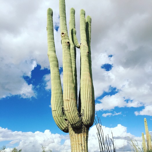 Tucson, AZ Cactus - Photo By Rebecca Stewart