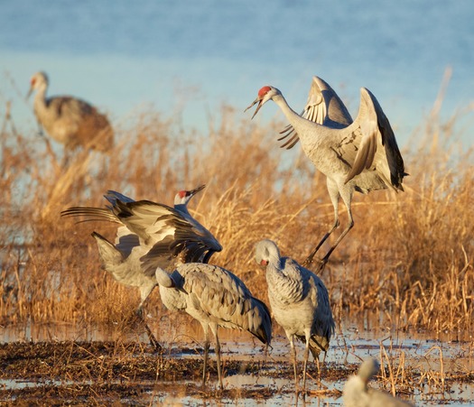 Whitewater Draw AZ Sandhill Cranes - Photo By Henry Stites