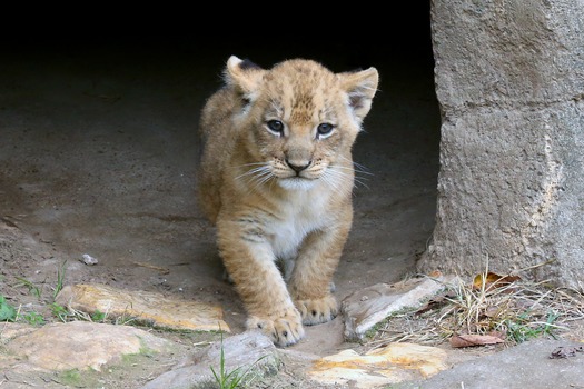 Waco - Cameron Park Zoo - Lion Cub 12-03-17 10