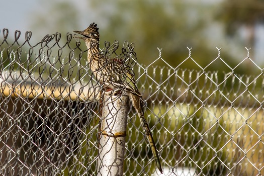 Casa Grande, AZ Charles Butterfield