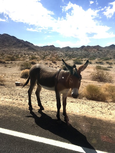 Lake Mohave, AZ Dorielen Reijer