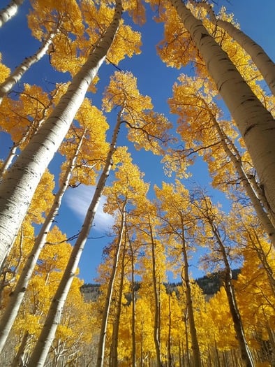 Inner Basin Trail, H. Navarro