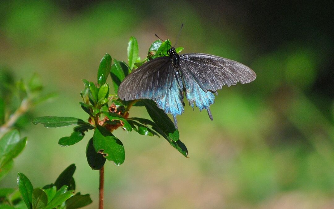 042017 Pipevine Swallowtail (crop2)