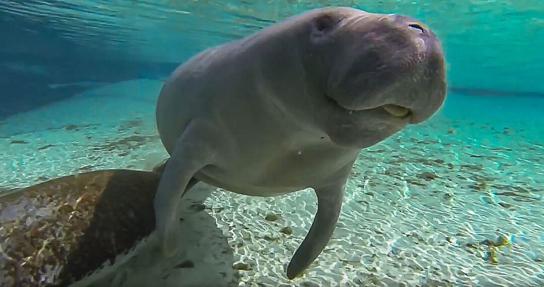 Manatee from video 2