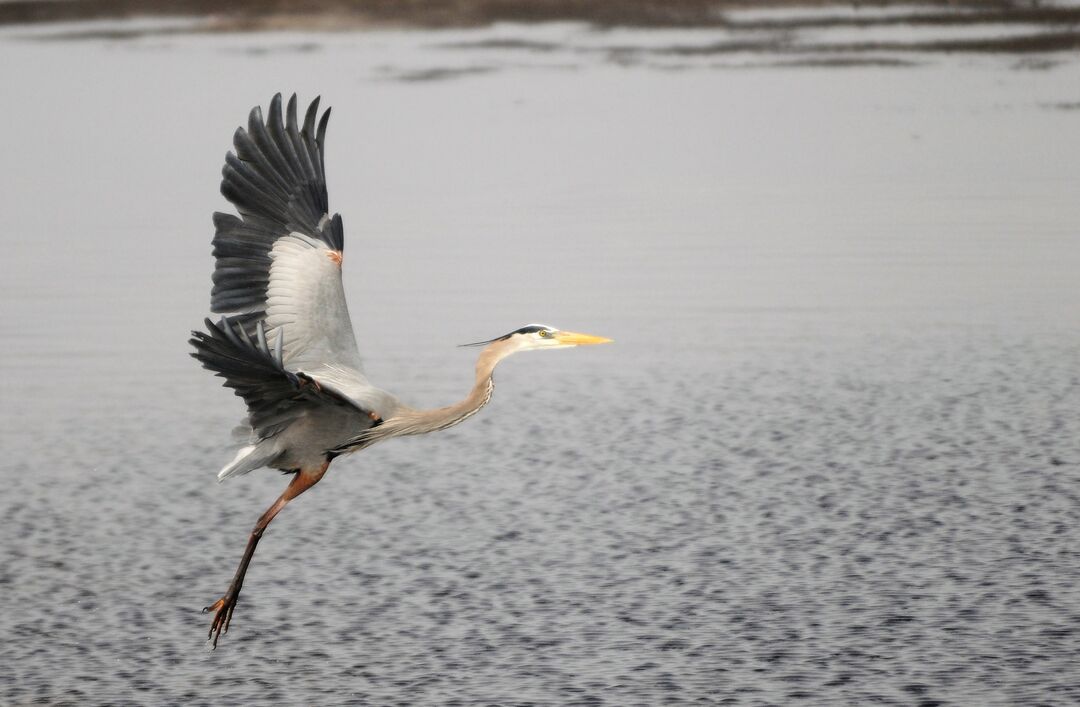 Great Blue Heron taking off