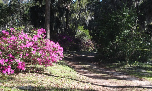 Chins Hill Aazaleas 4