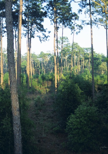 Chins morning forest tall crop