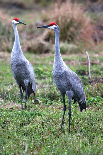 SH Cranes