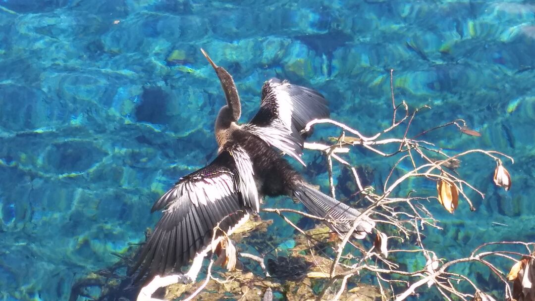 Anhinga Weeki Wachee