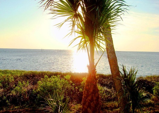 Bayport Palms