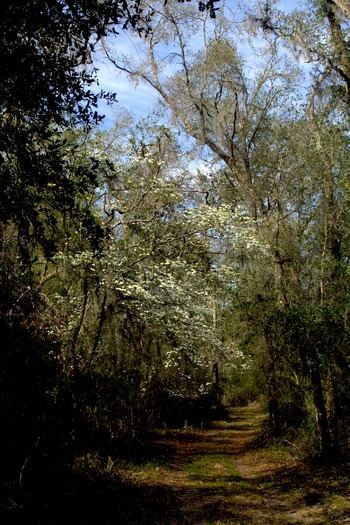 Spring Trail somewhere