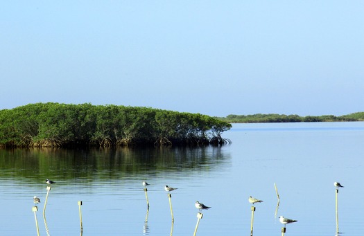 Mangroves