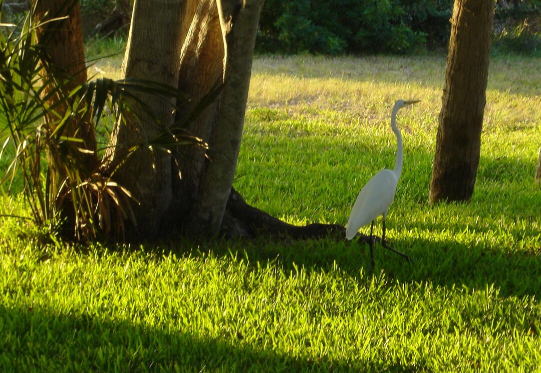 Egret in sun