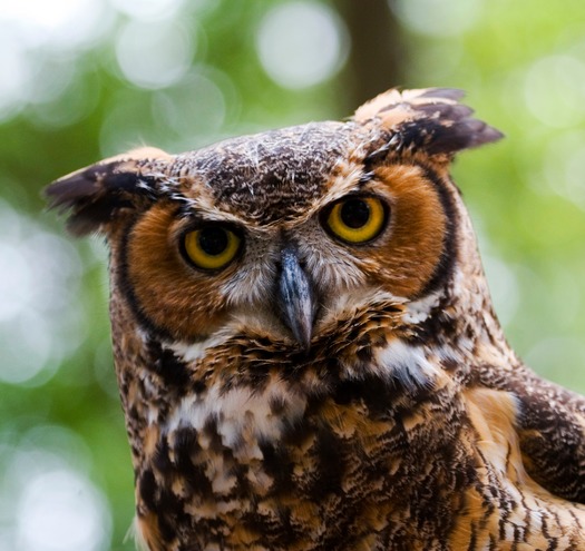 Owl - Chinsegut Nature Center