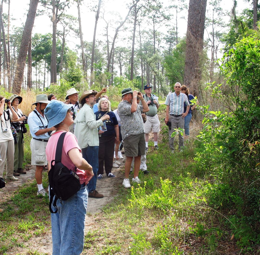 Guided Birdwatching Tour, Florida's Adventure Coast