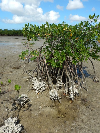 Mangroves_Kolasa (1)