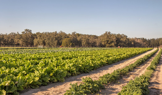 Crop Field at Beasley Farm