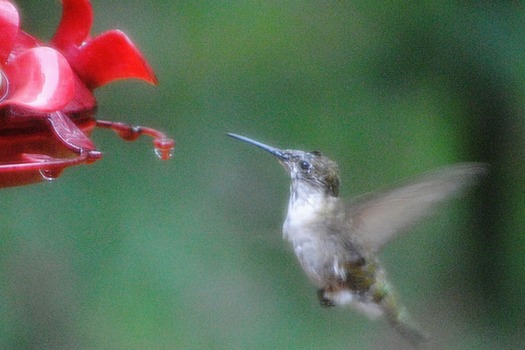 Hummingbird CK