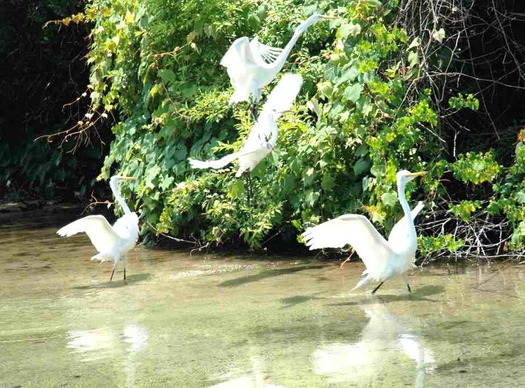 Egrets for iBrochure