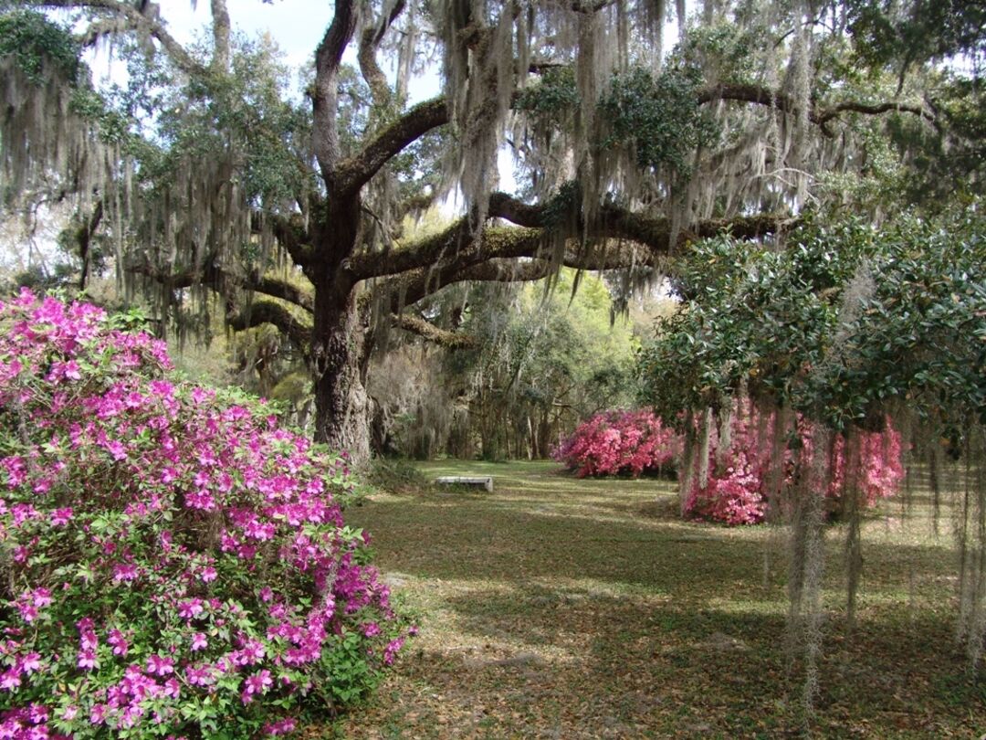 azaleas