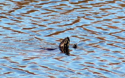 Turtle Painter water