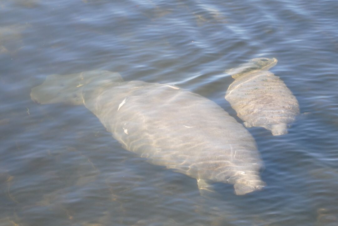 Manatee Mom and Calf