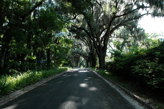 tree lined street2