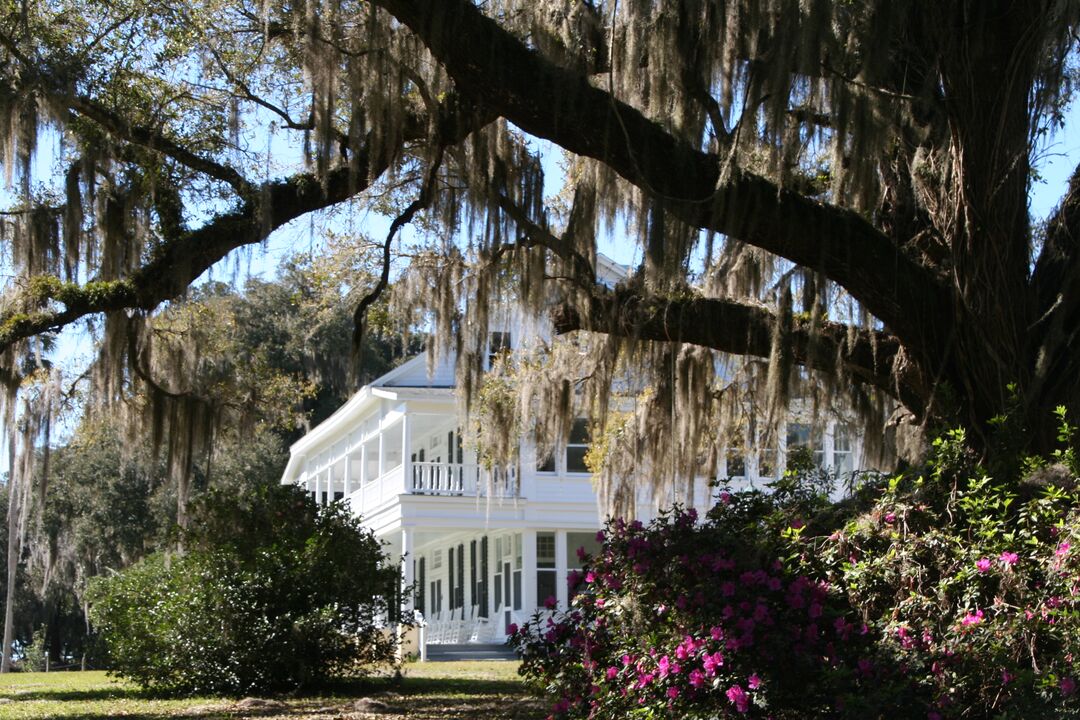 A Chins Manor Azaleas