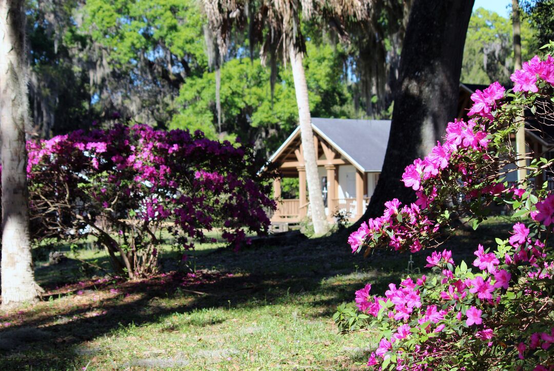 Chins Azaleas Cabin