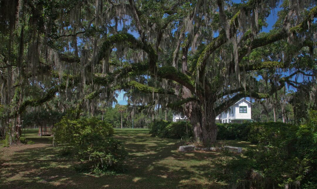 Altar Oak