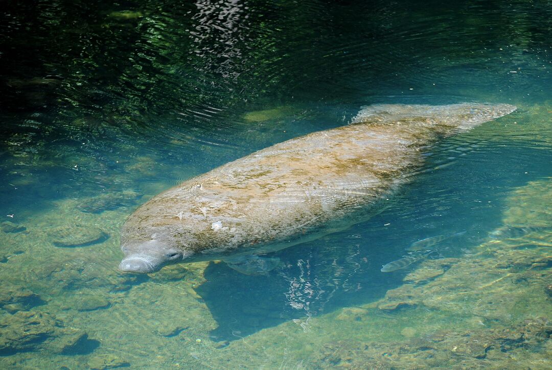 Manatee at Homosassa Springs