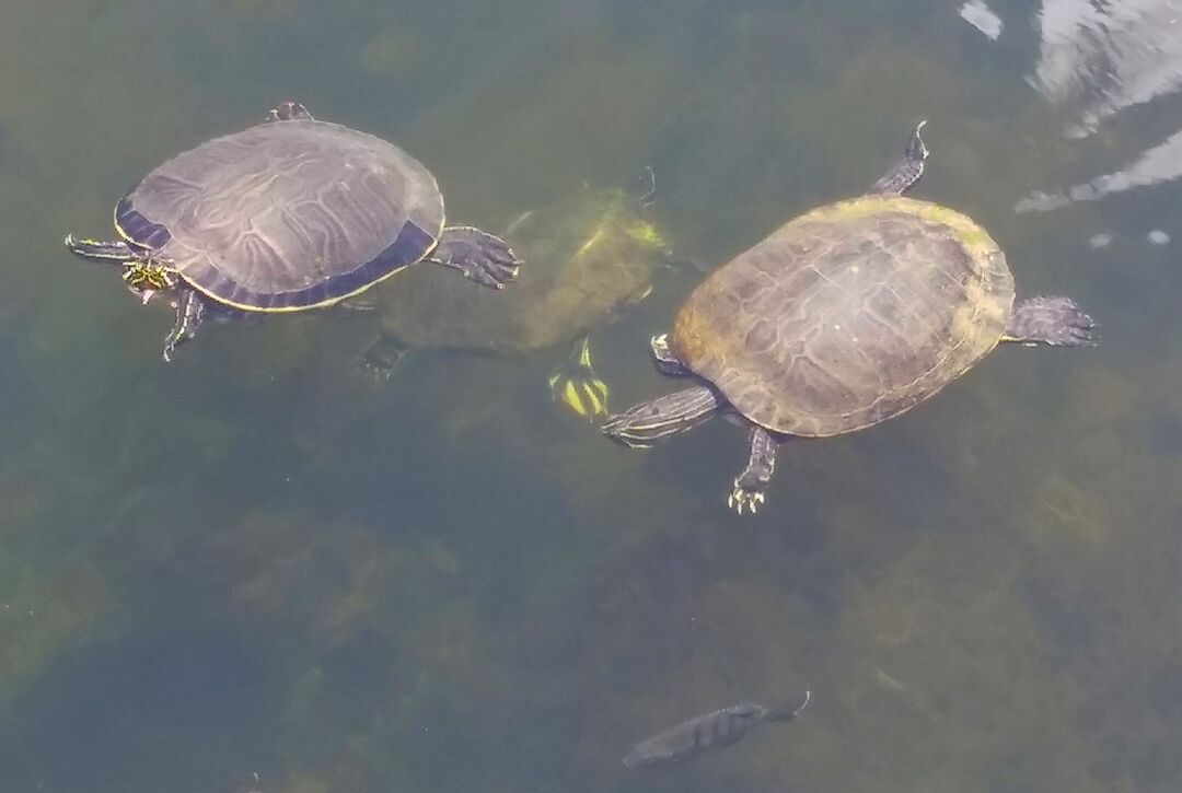 Turtles at The Cove (by CKnudson)